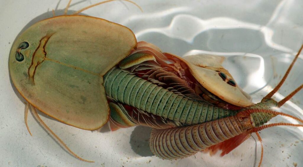 Three-eyed ‘dinosaur shrimp’ emerge by the hundreds from Arizona desert