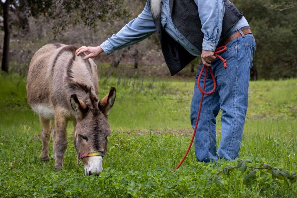 Hang Out With The Real Donkey From “Shrek” in San Francisco